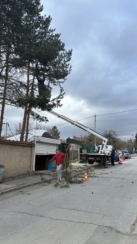 Кастрене на дърво в градина с автовишка