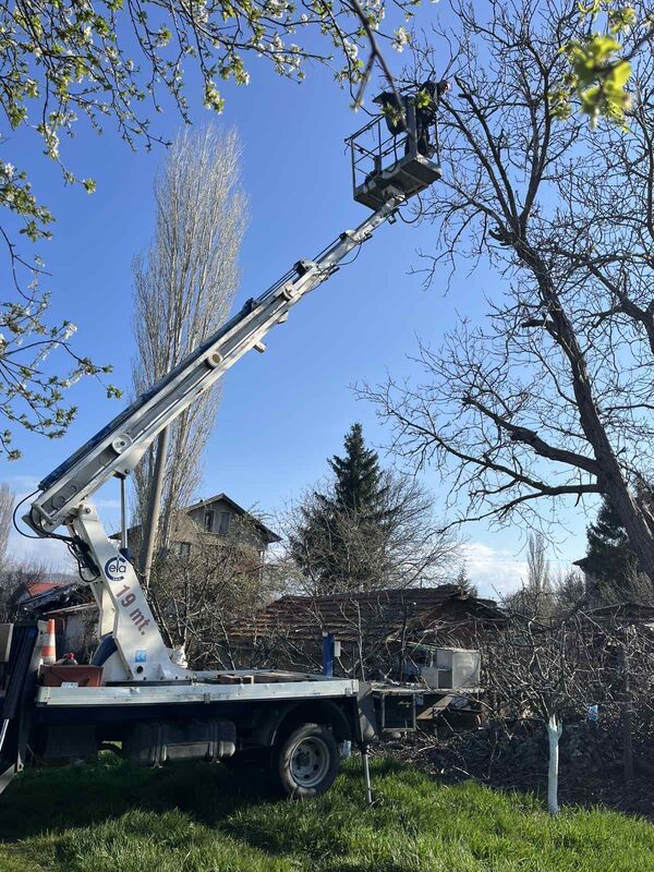 Рязане на високи борови дървета с автовишка